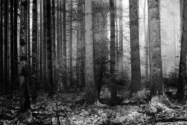 Fototapeta črno-bel skrivnostni gozd