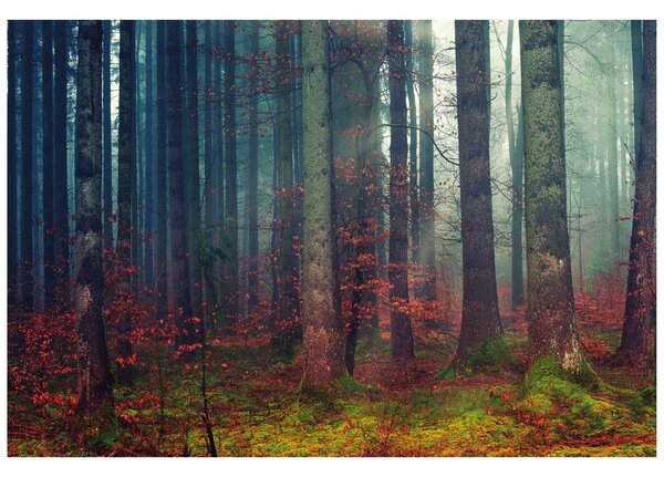 Fototapeta skrivnostni gozd