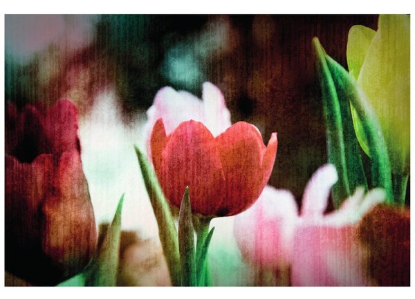 Tapeta travnik tulipanov v retro varianti